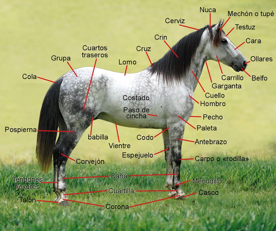 Points horse in Spanish